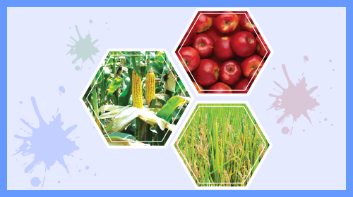 Harvest Festivals