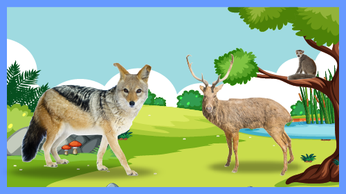 Native Animals