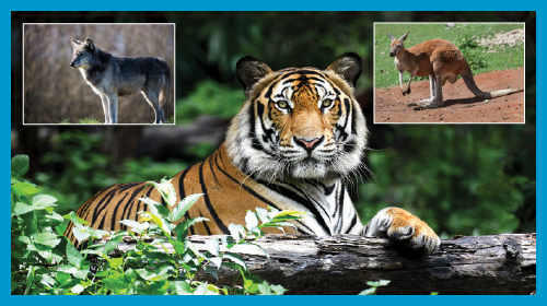 National Animals