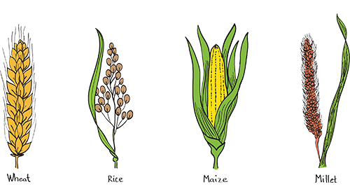 South Asian Crops